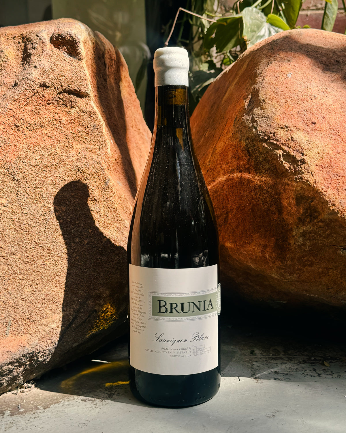 Brunia Sauvignon Blanc 2023