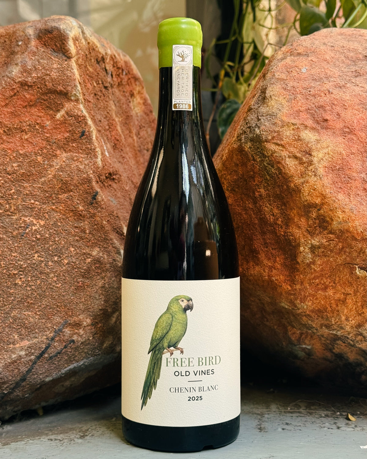 Black Elephant Free Bird Chenin 2025